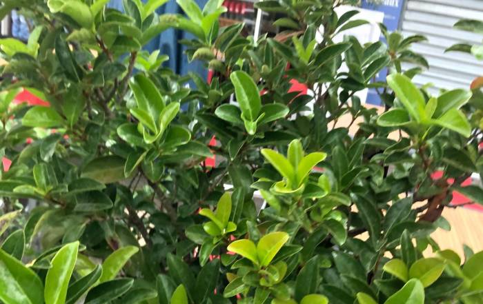 Le Bouche &agrave; Oreille